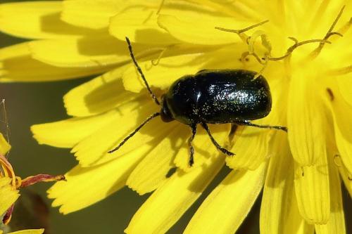 Réf. 323 743 : Cryptocephalus violaceus